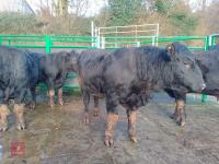 ABERDEEN ANGUS PEDIGREE BREEDING BULL - 4