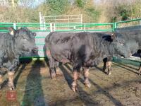 ABERDEEN ANGUS PEDIGREE BREEDING BULL - 5