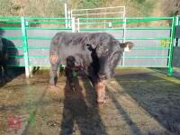 ABERDEEN ANGUS PEDIGREE BREEDING BULL - 6