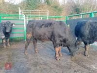 ABERDEEN ANGUS PEDIGREE BREEDING BULL - 7