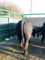 ABERDEEN ANGUS PEDIGREE BREEDING BULL - 8