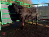ABERDEEN ANGUS PEDIGREE BREEDING BULL - 4