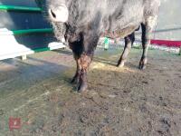 ABERDEEN ANGUS PEDIGREE BREEDING BULL - 5