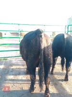 ABERDEEN ANGUS PEDIGREE BREEDING BULL - 6