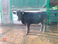 ABERDEEN ANGUS PEDIGREE BREEDING BULL - 2