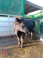 ABERDEEN ANGUS PEDIGREE BREEDING BULL - 4
