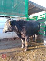 ABERDEEN ANGUS PEDIGREE BREEDING BULL - 5