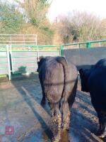 ABERDEEN ANGUS PEDIGREE BREEDING BULL - 6