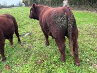 PEDIGREE RED RUBY DEVON 18MO BULL - 5
