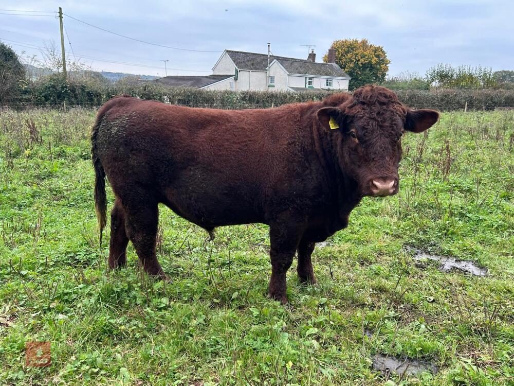 PEDIGREE RED RUBY DEVON 18MO BULL