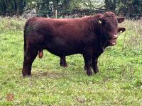 PEDIGREE RED RUBY DEVON 18MO BULL - 4