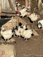 3 LIGHT SUSSEX PULLETS BIDS PER LIFE - 2