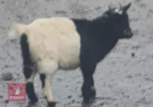 PYGMY WETHER GOAT