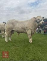 23MO PEDIGREE CHAROLAIS BULL - 2