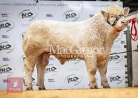 23MO PEDIGREE CHAROLAIS BULL - 3
