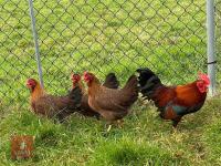 4 POL QUARTER OF WELSUMMER BANTAMS BIDS PER LIFE - 2