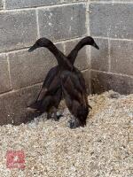 2 POL CHOCOLATE INDIAN RUNNER DUCKS BIDS PER LIFE - 2
