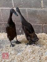 2 POL CHOCOLATE INDIAN RUNNER DUCKS BIDS PER LIFE - 3