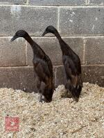 2 POL CHOCOLATE INDIAN RUNNER DUCKS BIDS PER LIFE - 4