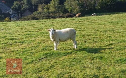 6 TEXEL X STORE HOGGS BIDS PER LIFE