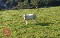 6 TEXEL X STORE HOGGS BIDS PER LIFE
