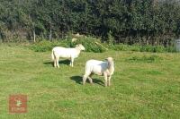 6 TEXEL X STORE HOGGS BIDS PER LIFE - 4