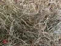 50 X 4 STRING OF 2024 MEADOW HAY BIDS PER BALE - 2