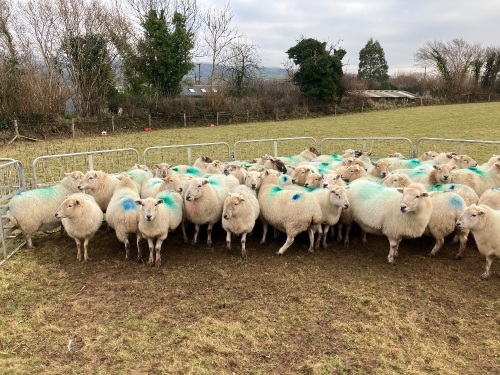 47 IN LAMB FULL MOUTH WELSH X EWES BIDS PER EWE