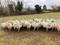 47 IN LAMB FULL MOUTH WELSH X EWES BIDS PER EWE
