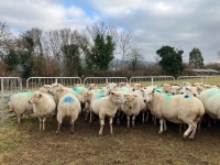 47 IN LAMB FULL MOUTH WELSH X EWES BIDS PER EWE - 2