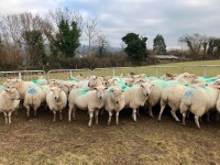 47 IN LAMB FULL MOUTH WELSH X EWES BIDS PER EWE - 3