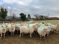 47 IN LAMB FULL MOUTH WELSH X EWES BIDS PER EWE - 4
