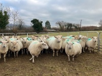 47 IN LAMB FULL MOUTH WELSH X EWES BIDS PER EWE - 5