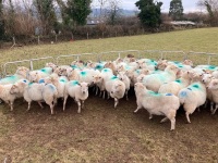 47 IN LAMB FULL MOUTH WELSH X EWES BIDS PER EWE - 6