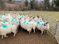 47 IN LAMB FULL MOUTH WELSH X EWES BIDS PER EWE - 7