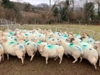 47 IN LAMB FULL MOUTH WELSH X EWES BIDS PER EWE - 8