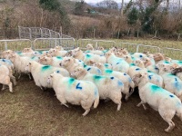 47 IN LAMB FULL MOUTH WELSH X EWES BIDS PER EWE - 9