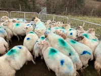 47 IN LAMB FULL MOUTH WELSH X EWES BIDS PER EWE - 11