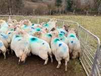 47 IN LAMB FULL MOUTH WELSH X EWES BIDS PER EWE - 12