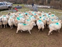 47 IN LAMB FULL MOUTH WELSH X EWES BIDS PER EWE - 13