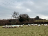 47 IN LAMB FULL MOUTH WELSH X EWES BIDS PER EWE - 14