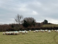47 IN LAMB FULL MOUTH WELSH X EWES BIDS PER EWE - 15