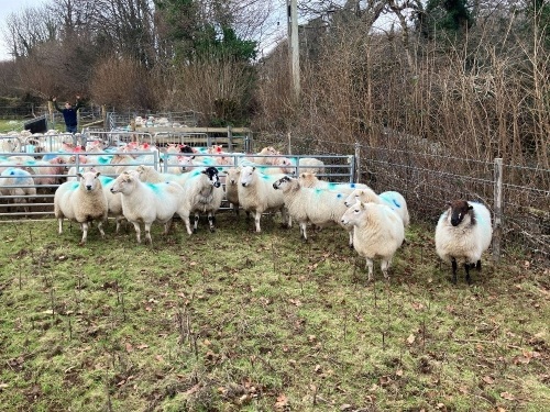 12 IN LAMB YOUNG WELSH X EWES BIDS PER EWE