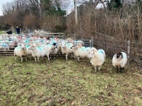 12 IN LAMB YOUNG WELSH X EWES BIDS PER EWE