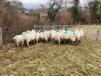 12 IN LAMB YOUNG WELSH X EWES BIDS PER EWE - 2
