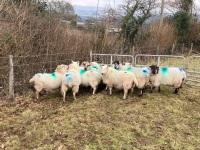 12 IN LAMB YOUNG WELSH X EWES BIDS PER EWE - 4