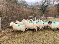 12 IN LAMB YOUNG WELSH X EWES BIDS PER EWE - 6