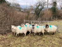 12 IN LAMB YOUNG WELSH X EWES BIDS PER EWE - 7