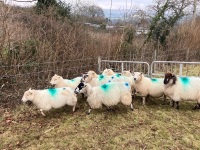 12 IN LAMB YOUNG WELSH X EWES BIDS PER EWE - 8
