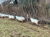 12 IN LAMB YOUNG WELSH X EWES BIDS PER EWE - 9